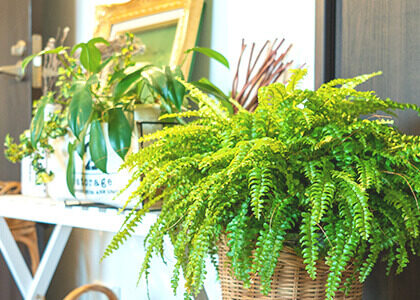 観葉植物・インテリアグリーン10選
